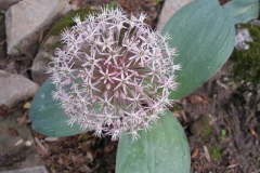 Allium karataviense