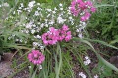 Allium ostrowskianum