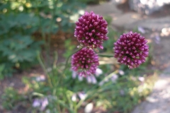 Allium sphaerocephalon