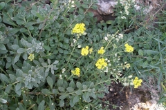 Alyssum wulfenianum