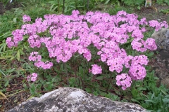 Androsace primuloides