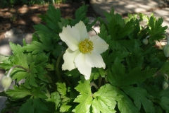 Anemone sylvestris (Windflower)
