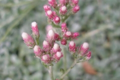 Antennaria dioica 'Rosea' (Pussytoes)