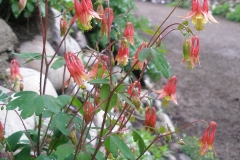 Aquilegia canadensis (Wild-Columbine)