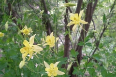Aquilegia chrysantha (Golden Columbine)