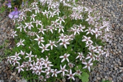 Arenaria purpurescens