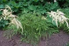 Aruncus dioicus 'Knieffii' (Fernleaf Goatsbeard)