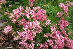 Asperula sp  [Woodruff]