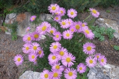 Aster alpinus (Alpine Aster)