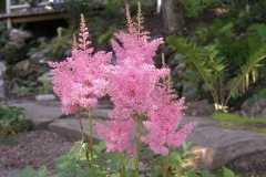 Astilbe hyb.
