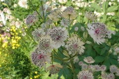 Astrantia major (Masterwort)