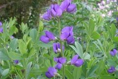 Baptisia australis (Indigo)