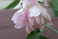 Calystegia hederacea