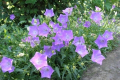 Campanula carpatica var. turbinata
