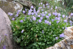 Campanula cochleariifolia (Fairy Thimbles)