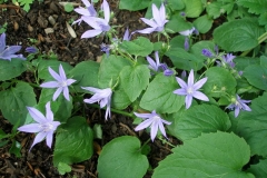 Campanula garganica fenestrella [Adriatic Bellflower]