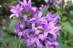 Campanula glomerata (Clustered Bellflower)