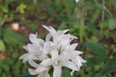 Campanula glomerata (white)