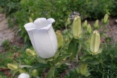 Campanula incurva