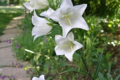 Campanula persicifolia