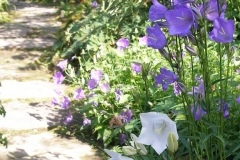 Campanula persicifolia Peach leaved (Bellflower)