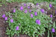 Campanula pulla