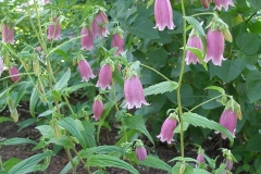 Campanula punctata 'Rubriflora'