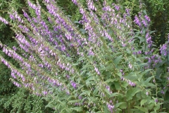 Campanula trachelium