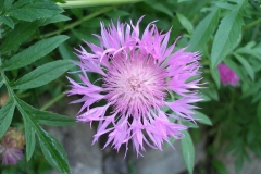 Centaurea dealbata (Persian Cornflower)