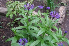 Centaurea montana (Mountain Blue Cornflower)
