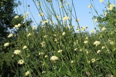 Cephalaria gigantea (Giant Scabious)