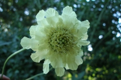 Cephalaria gigantea (Giant Scabious)