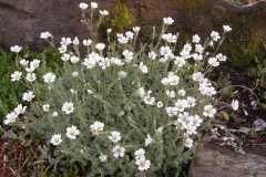 Cerastium alpinum (Alpine Mouse Ears)