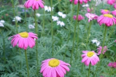 Chrysanthemum coccineum (Painted Daisy)