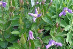 Clematis integrifolia (Solitary Clematis)