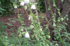 Codonopsis ovata (Bonnet Bellflower)
