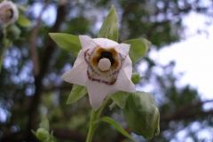 Codonopsis ovata [Bonnet Bell flower]