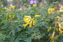 Corydalis lutea [Yellow fumitory]