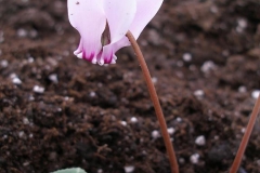 Cyclamen hederifolia