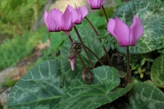 Cyclamen purpurescens