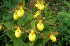 Cypripedium calceolus var. pubescens (Ladys Slipper Orchid)