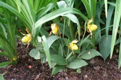 Cypripedium parviflorum or calceolus (Ladys-Slipper-Orchid)