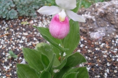 Cypripedium reginae (Showy Lady's Slipper Orchid)