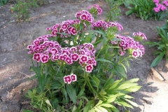 Dianthus barbatus