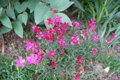 Dianthus deltoides