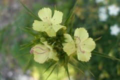 Dianthus knappii