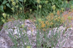 Dianthus knappii