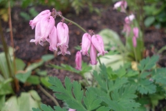 Dicentra formosa