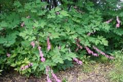 Dicentra spectabilis (Bleeding Heart)