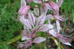 Dictamnus albus 'Purpureus' (Gasplant)